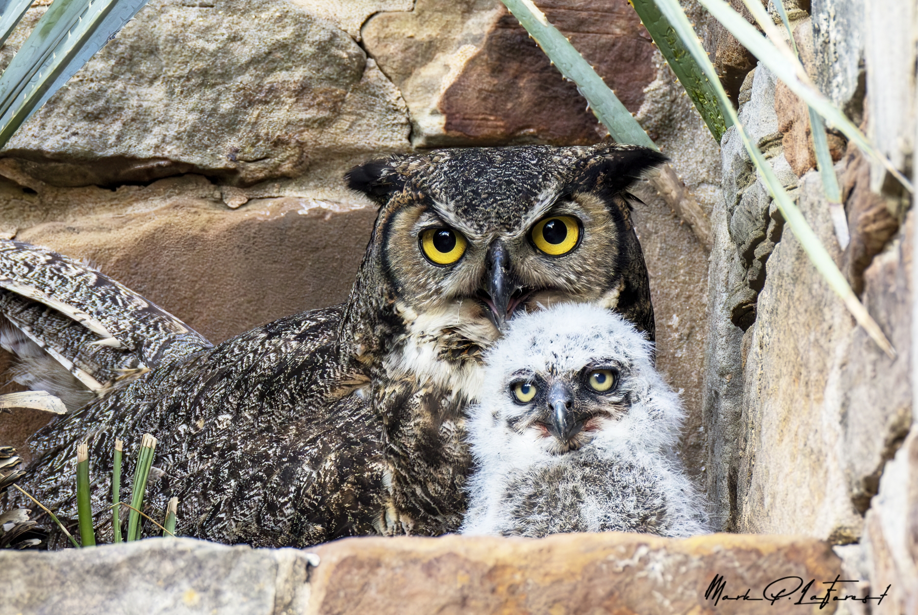 /gallery/north_america/USA/Texas/ladybird wc/Athena Great Horned Owl 2025-013_med.jpg